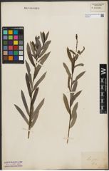 Foto von Salix purpurea L.